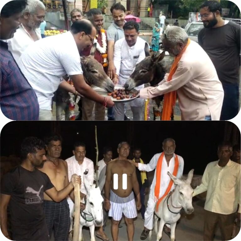 गांव के पटेल और पार्षद को गधे में बैठाकर श्मशान तक ले गए, बैलजोड़ी बनाकर की बुआई, मंदिर ले जाकर पेट भर खिलाई गुलाब जामुन