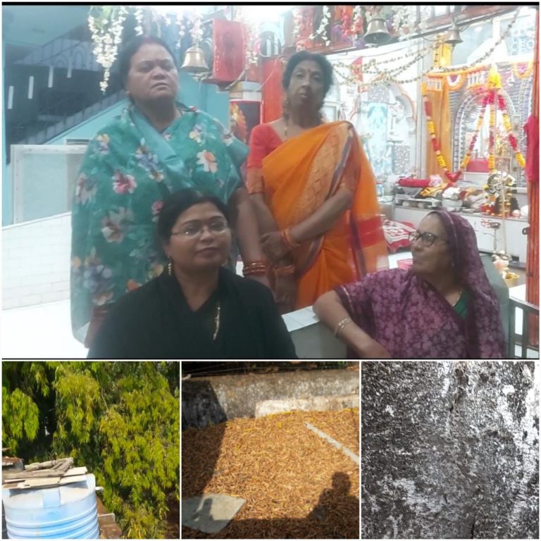 सागर की इंदिरा कॉलोनी में मीना पिम्पलापुरे (ताई) के बगीचा मे रहने वाले जहरीले जीवों सांप, गुहेरा, कबर बिज्जुओं का आतंक, पेड़ों के गिरने और उनसे घरों में आने लगी दरारें, सालों से बना है लोगों की जान को खतरा, इतनी शिकायतों के बाद आज-तक नही हो सका कोई निदान