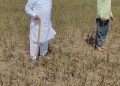 किसानों की हालत पर मंत्री गोविंद सिंह के बड़े भाई का दर्द: “सोयाबीन की फसल में इस बार कोई लाभ नहीं”