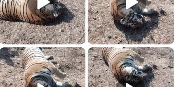 वीरांगना दुर्गावती टाइगर रिजर्व की निगरानी कहां चूकी? बाघ की मौत पर बड़े सवाल