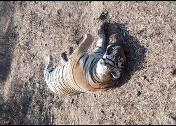 हिलगन बाघ मौत मामला: करंट से मौत की पुष्टि, 10–11 लोगों से पूछताछ जारी