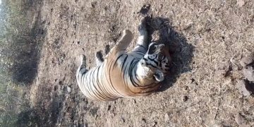 हिलगन बाघ मौत मामला: करंट से मौत की पुष्टि, 10–11 लोगों से पूछताछ जारी