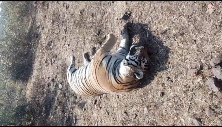 हिलगन बाघ मौत मामला: करंट से मौत की पुष्टि, 10–11 लोगों से पूछताछ जारी