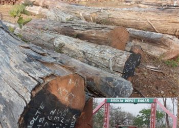 करोड़ों की सागौन पर नीति फेल: सिरोंजा काष्ठागार में न विशेष निगरानी, न स्थानांतरण, न जवाबदेही