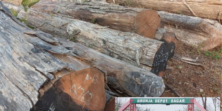 करोड़ों की सागौन पर नीति फेल: सिरोंजा काष्ठागार में न विशेष निगरानी, न स्थानांतरण, न जवाबदेही