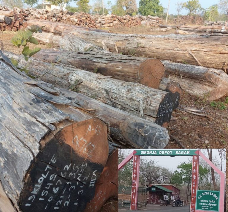 करोड़ों की सागौन पर नीति फेल: सिरोंजा काष्ठागार में न विशेष निगरानी, न स्थानांतरण, न जवाबदेही