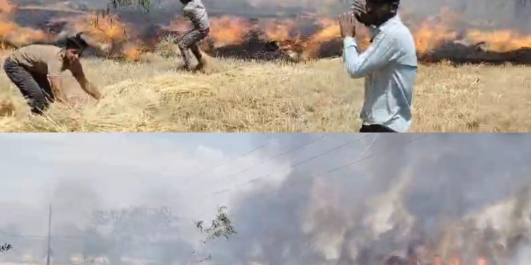  हफसिली (मोकलपुर) में आग का तांडव: सागर में फिर फेल व्यवस्था, दमकल का इंतजार करते-करते जल गई पूरी फसल